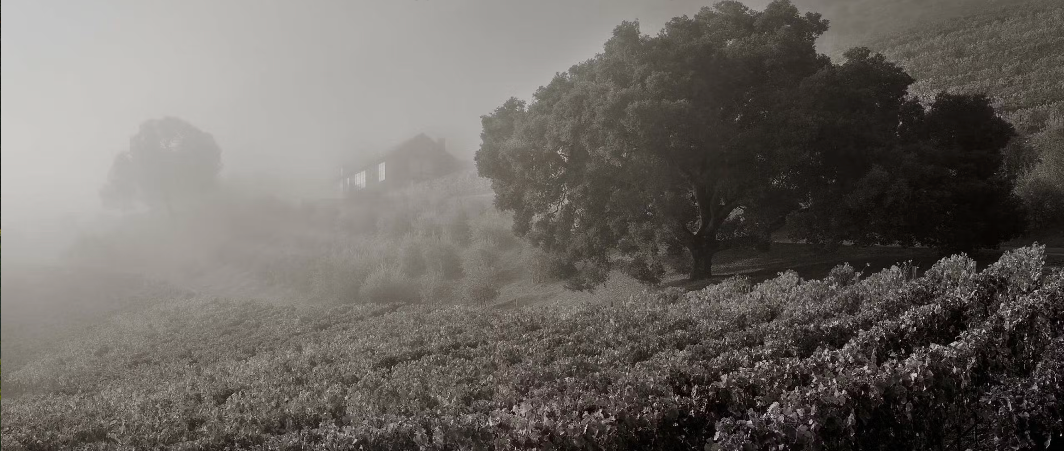 Napa Valley