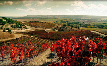 Quinta Sardonia